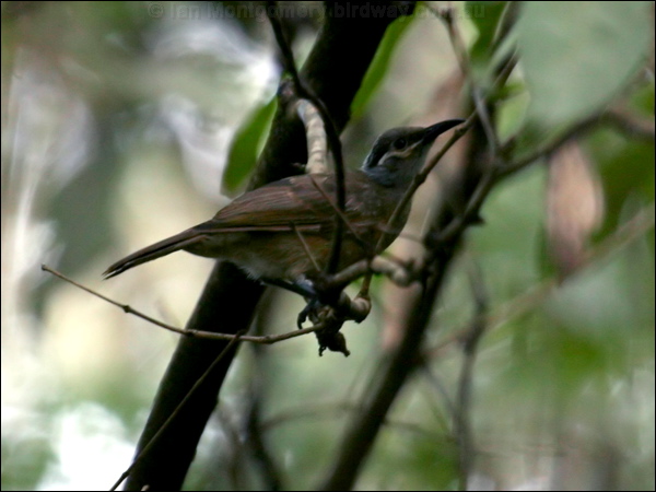 Tawny-breasted Honeyeater tawny_br_honeyeater_04260.psd