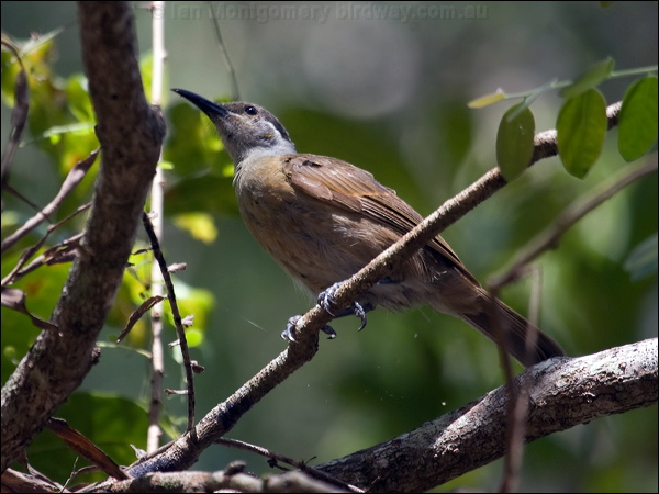 Tawny-breasted Honeyeater tawny_br_honeyeater_104572.psd