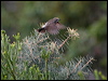 tawnycrownhoneyeater_14235