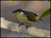 varied_honeyeater_163682