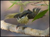 varied_honeyeater_163689