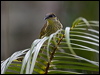 Click here to enter gallery and see photos/pictures/images of Varied Honeyeater