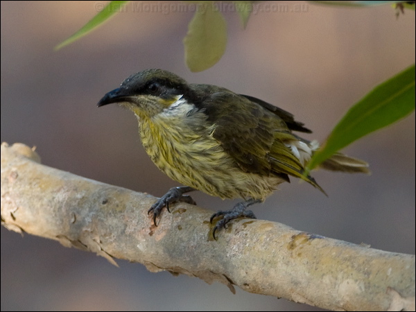 Varied Honeyeater varied_honeyeater_163682.psd