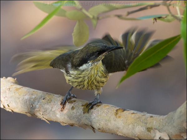 Varied Honeyeater varied_honeyeater_163689.psd