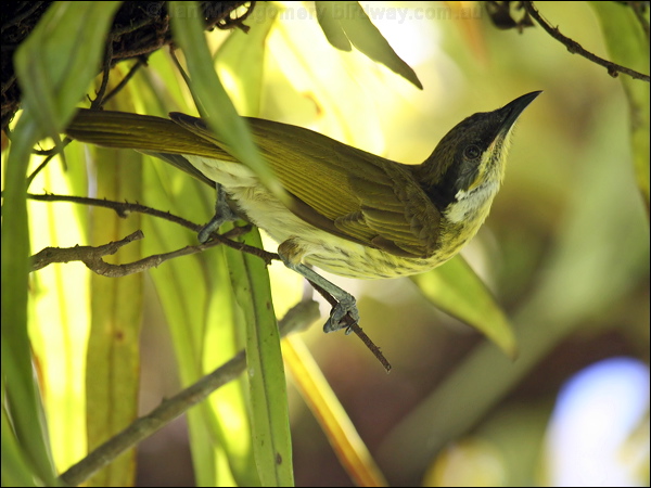 Varied Honeyeater varied_honeyeater_46902.psd