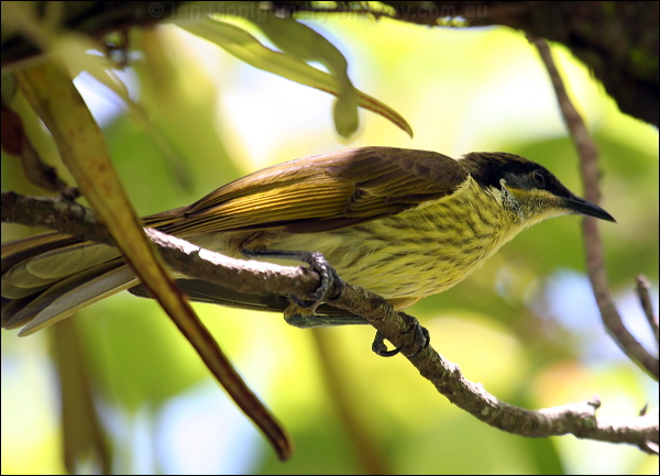 Varied Honeyeater varied_honeyeater_46913.psd