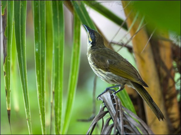 Varied Honeyeater varied_honeyeater_99771.psd