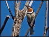 Click here to enter gallery and see photos/pictures/images of Western Spinebill