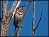 western_spinebill_217403