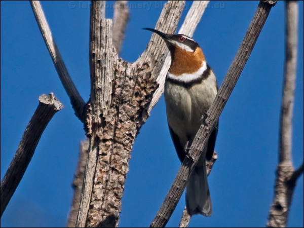 Western Spinebill western_spinebill_217399.psd