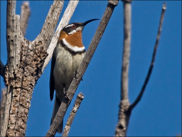 Western Spinebill western_spinebill_217403.psd