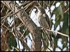 western_wattlebird_38090