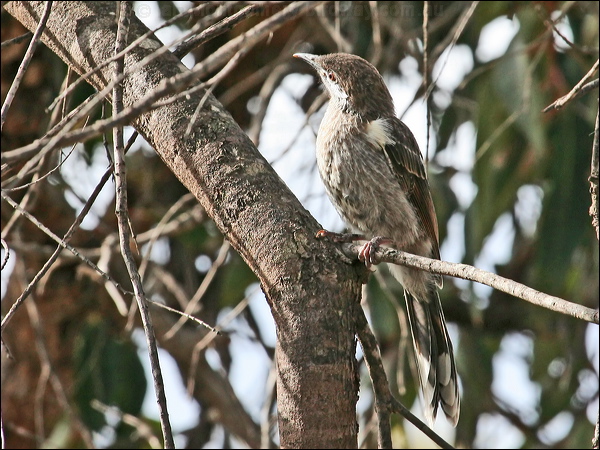 Western Wattlebird western_wattlebird_38090.jpg