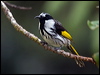 wh_cheek_honeyeater_114923