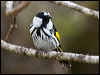 wh_cheek_honeyeater_114989