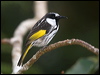 wh_cheek_honeyeater_115009