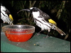 wh_cheek_honeyeater_16565
