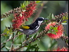 wh_cheek_honeyeater_167212