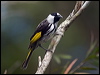 wh_cheek_honeyeater_167227