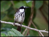 wh_cheek_honeyeater_188905