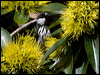 wh_cheek_honeyeater_99161