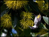 wh_cheek_honeyeater_99166