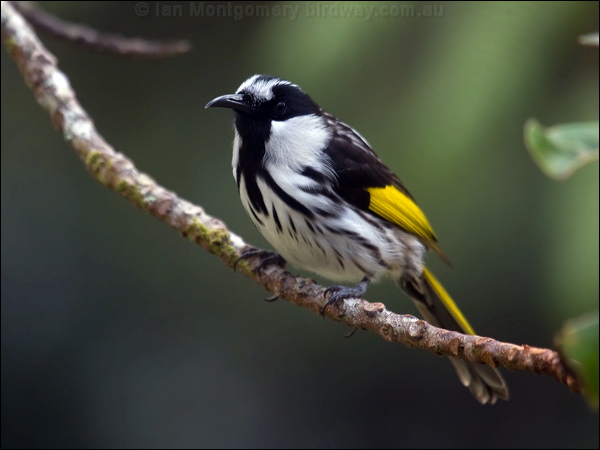 White-cheeked Honeyeater wh_cheek_honeyeater_114923.psd