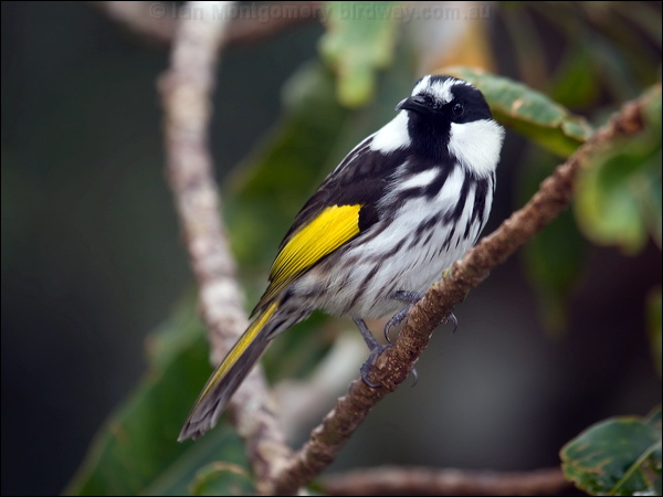White-cheeked Honeyeater wh_cheek_honeyeater_114977.psd