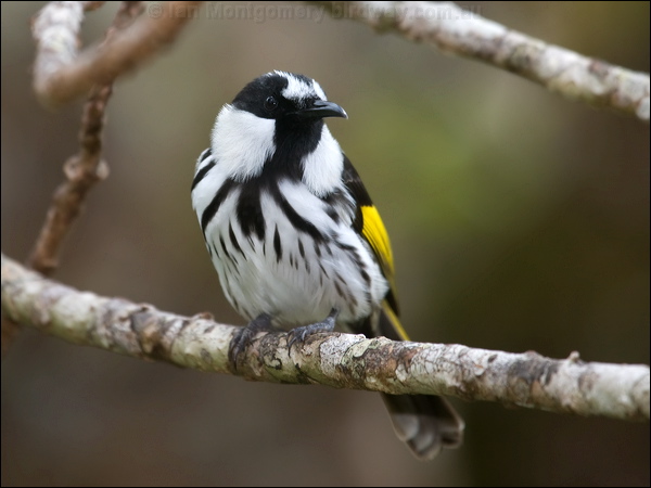 White-cheeked Honeyeater wh_cheek_honeyeater_114989.psd