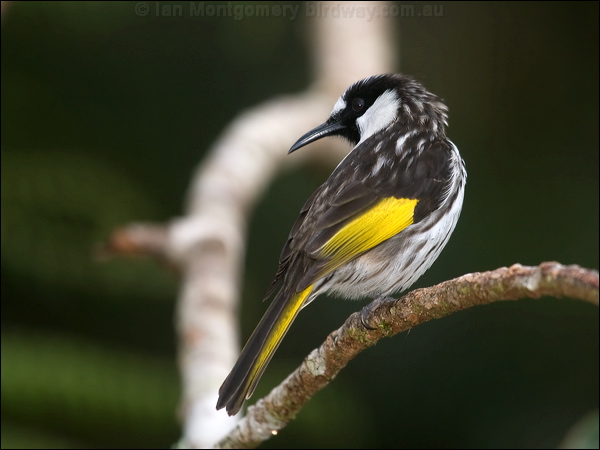 White-cheeked Honeyeater wh_cheek_honeyeater_115007.psd