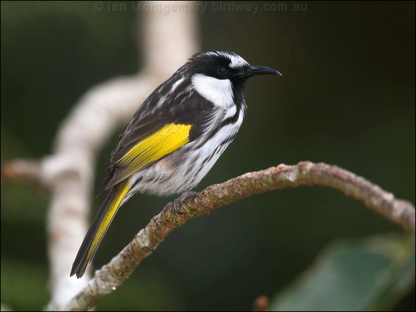 White-cheeked Honeyeater wh_cheek_honeyeater_115009.psd