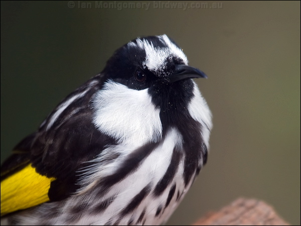 White-cheeked Honeyeater wh_cheek_honeyeater_115015.psd