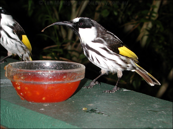 White-cheeked Honeyeater wh_cheek_honeyeater_16565.psd