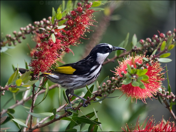 White-cheeked Honeyeater wh_cheek_honeyeater_167212.psd