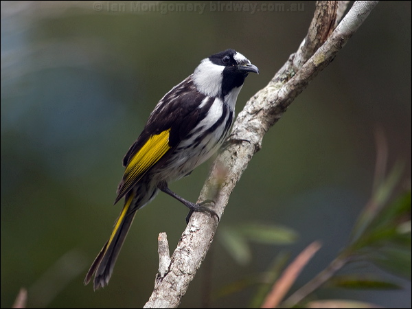 White-cheeked Honeyeater wh_cheek_honeyeater_167227.psd