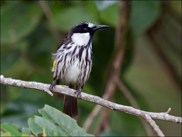 White-cheeked Honeyeater wh_cheek_honeyeater_188905.psd