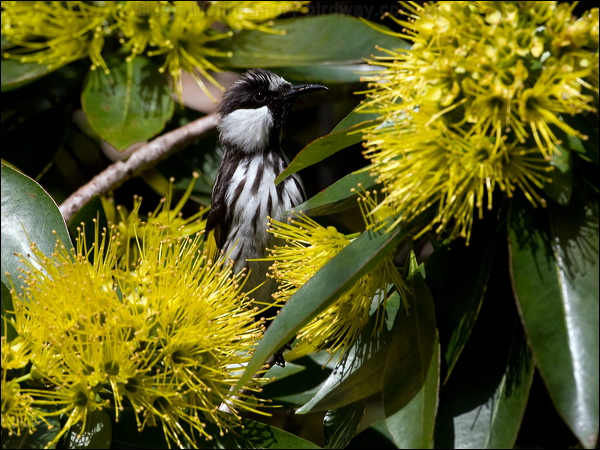 White-cheeked Honeyeater wh_cheek_honeyeater_99161.psd