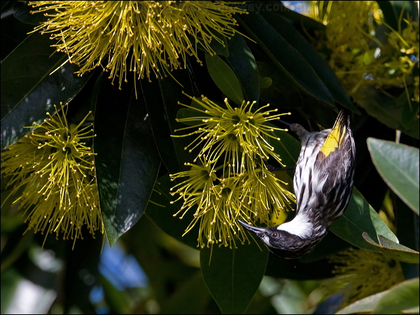 White-cheeked Honeyeater wh_cheek_honeyeater_99166.psd