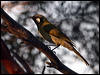 whiteearedhoneyeater_88163
