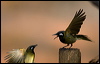 whiteearedhoneyeater_88979