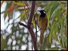 Click here to enter gallery and see photos/pictures/images of White-eared Honeyeater