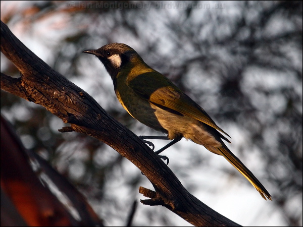 White-eared Honeyeater whiteearedhoneyeater_88163.jpg