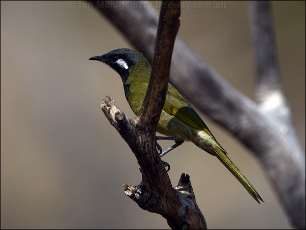 White-eared Honeyeater whiteearedhoneyeater_88969.psd