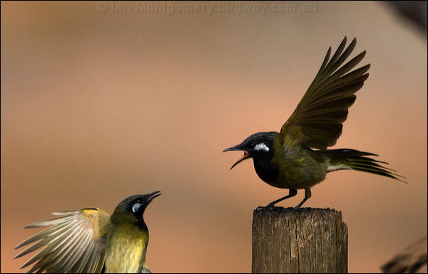 White-eared Honeyeater whiteearedhoneyeater_88979.psd