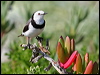 Click here to enter gallery and see photos/pictures/images of White_fronted Chat