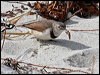 white_fronted_chat_38700