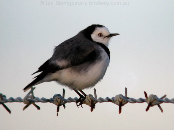 White-fronted Chat white_fronted_chat_02709.psd