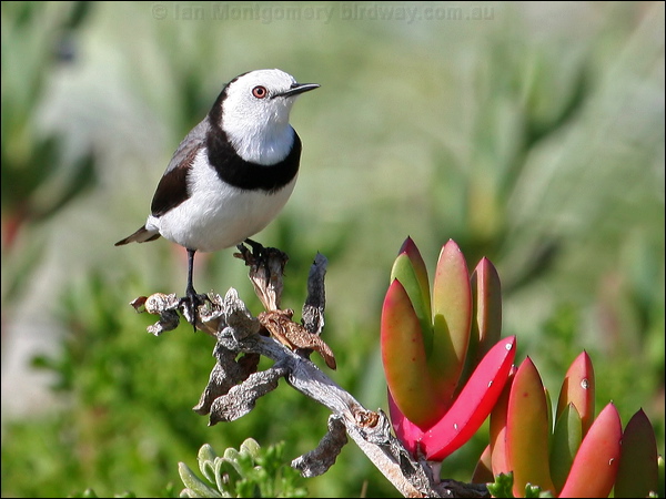 White-fronted Chat white_fronted_chat_38675.psd