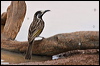 Click here to enter gallery and see photos/pictures/images of White-fronted Honeyeater