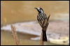 wh_front_honeyeater_rw7398